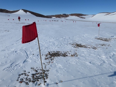 Flags indicating meteorite find locations / photo: ANSMET / Case Western Reserve University