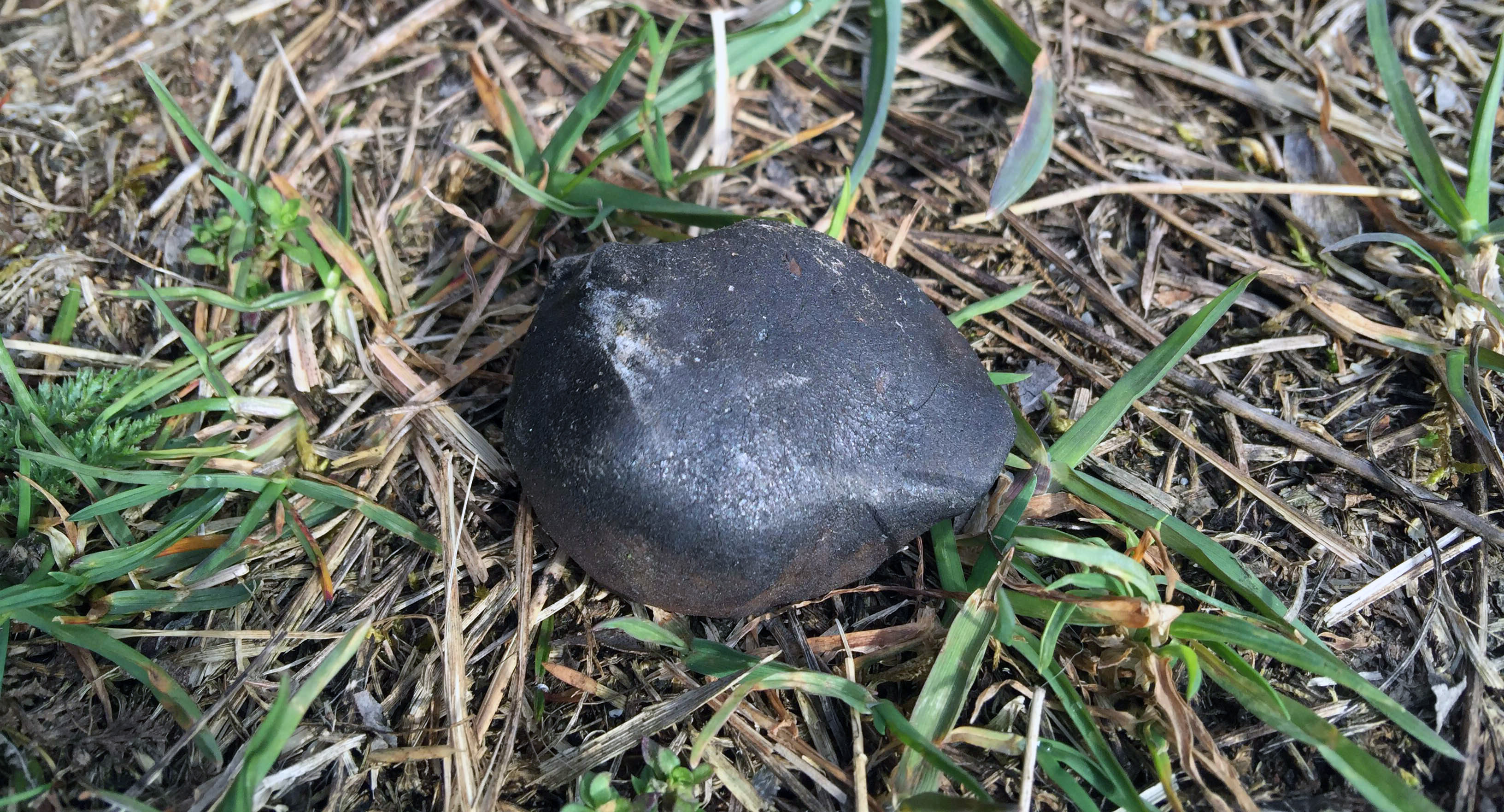 The second find (42.43 g) in situ (Photo: M. Farmer)