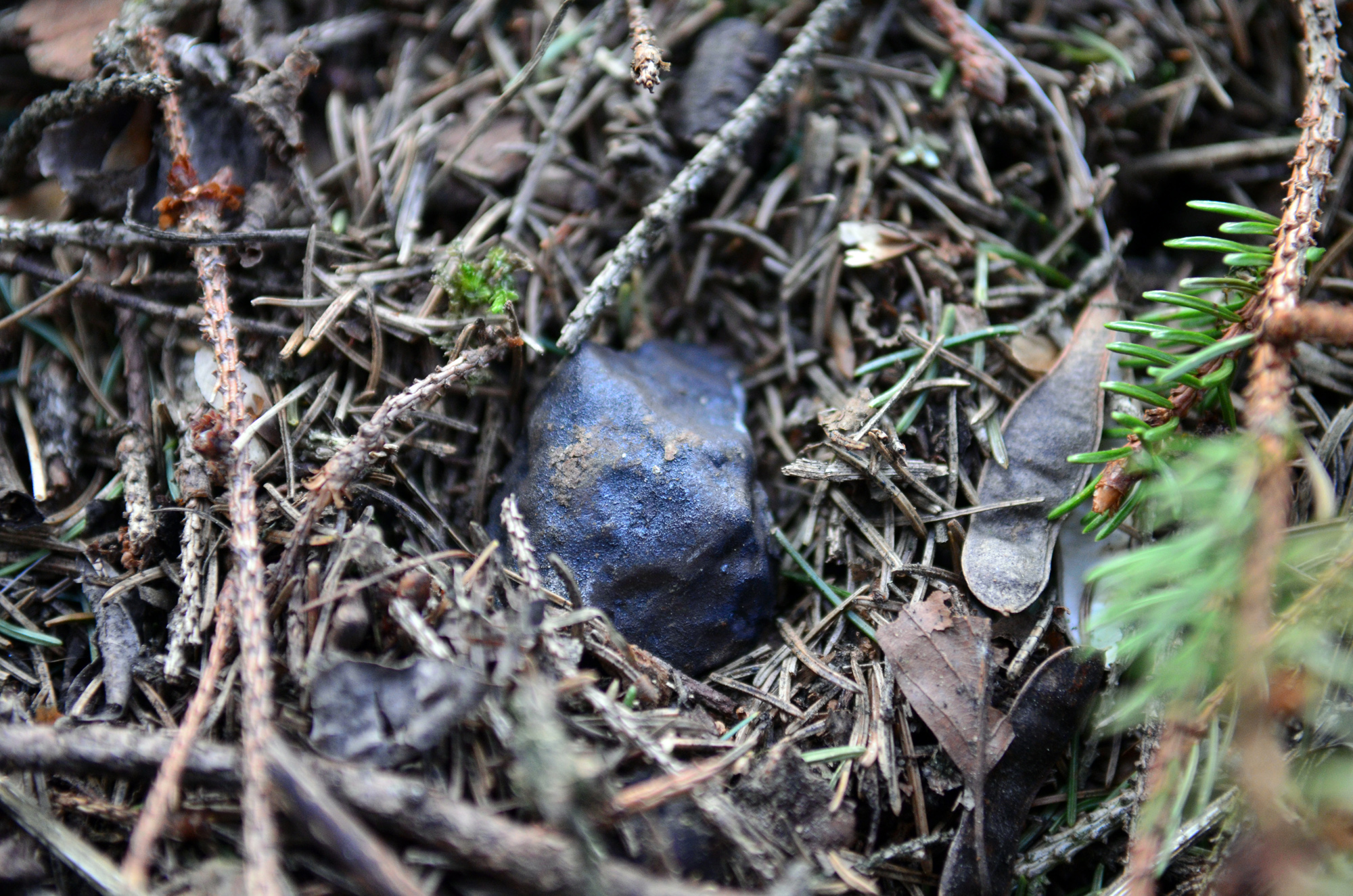 Fifth 'Ering' meteorite in situ on 3 April 2016 (Photo: Dennis H.)