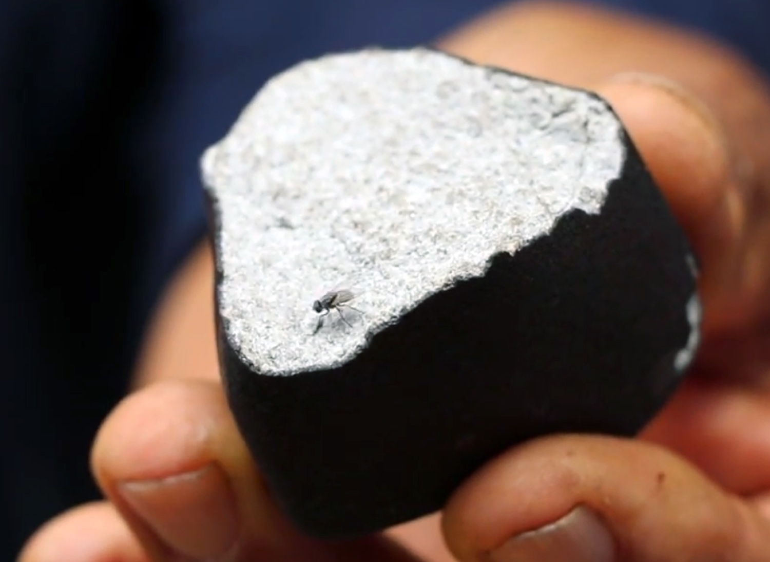 broken surface of the meteorite with fly